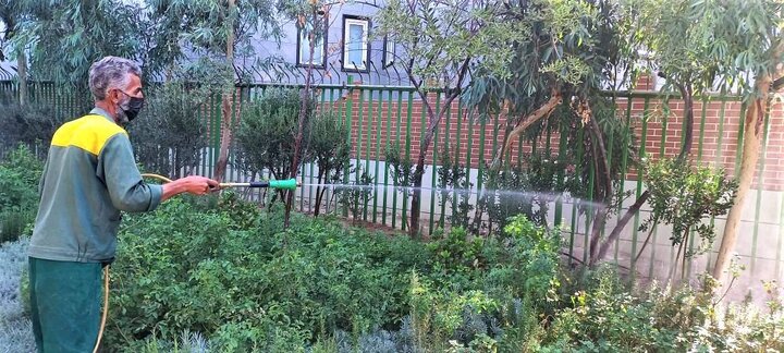 آفت پسیل ۳۰۰ اصله درخت زیتون کنترل می‌شود