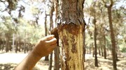 حذف درختان آفت‌زده سرخه‌حصار توسط منابع طبیعی/ گونه‌های مناسب جایگزین می‌شوند