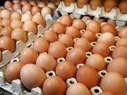 قیمت تخم‌مرغ پوسته قهوه‌ای در میادین و بازارهای میوه و تره‌بار کاهش یافت