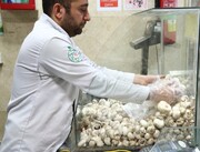 قیمت قارچ در میادین و بازارهای میوه و تره‌بار ارزان شد