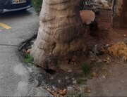 توضیح شهرداری منطقه یک در خصوص قطع درختان کاخ سعدآباد