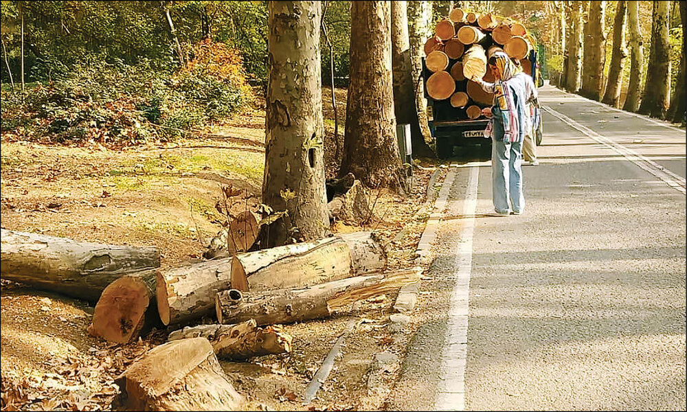 چمران: نرخگذاری تاکسیهای اینترنتی در روزهای بارانی باید بررسی شود/ تشکری هاشمی: مدیریت سفر برای کنترل ترافیک ضروری است