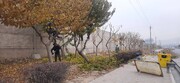 آغاز عملیات هرس زمستانه درختان در منطقه۲٠