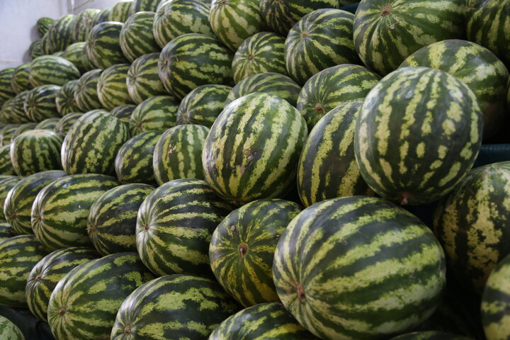 قیمت انواع میوه سبزیجات شب چله در میادین و بازارهای میوه و تره‌بار اعلام شد