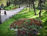 ۳۰ هزار پیاز گل لاله در میادین، بوستان‌ها و معابر منطقه ۳ کاشته شد
