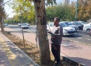 شناسایی و رفع خطر بیش از ۱۳۰ اصله درخت کهنسال در منطقه۲