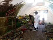 راه‌اندازی اولین سایت پرورش نشاء و گیاهان آپارتمانی در بوستان بانوان منطقه ۱۹