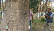 اسکن ۵۰۰ اصله درخت خطرساز در منطقه ۹