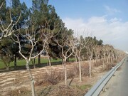 نیمی از درختان منطقه ۱۹ هرس شدند
