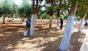 اجرای عملیات باندینگ ۳۰۰ اصله درخت در بوستان زندگی