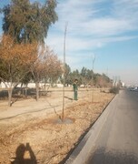 کاشت بیش از ۲۵۰ اصله درخت در مسیر بزرگراه‌ های شهید هاشمی و آزادگان