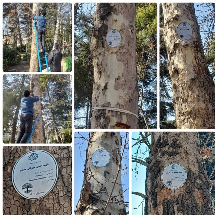 نصب پلاک مزین به نام شهدا بر روی درختان کهنسال بوستان مجیدیه