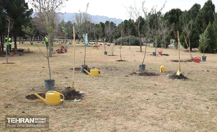 پویش یک میلیارد درخت به شهروندان منطقه 22 رسید