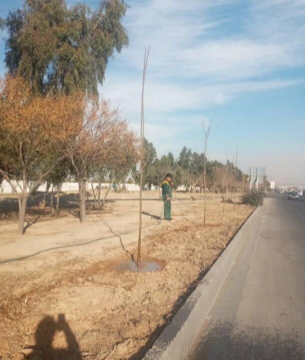 کاشت بیش از 250 اصله درخت در مسیر بزرگراه‌ های شهید هاشمی و آزادگان