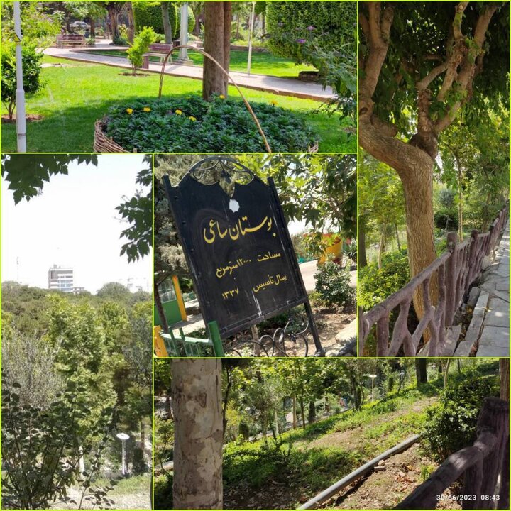 اقدام شهرداری منطقه ۶ برای مراقبت از درختان کمیاب تهران