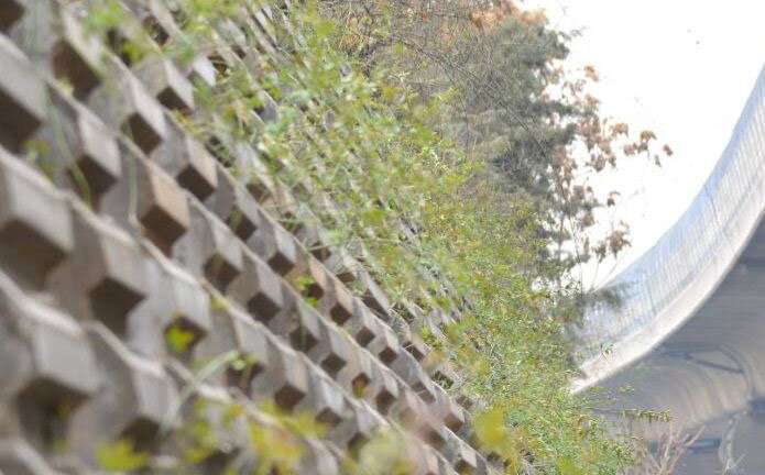 اجرای طرح واکاری فضای سبز در دیواره بزرگراه شهید صدر با کاشت درختچه‌های یاس 