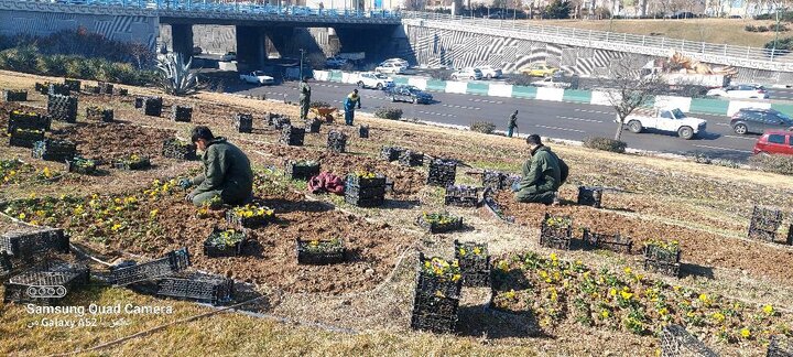 کاشت بیش از 30 هزار نشاء گل‌های فصلی در بزرگراه شهید یاسینی