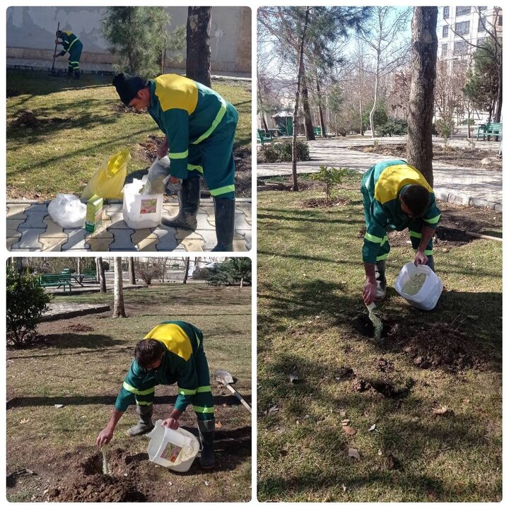اجرای عملیات چالکود زمستانه درختان در فضاهای سبز منطقه ۴ پایتخت