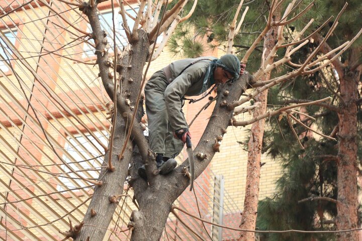 اجرای عملیات هرس زمستانه ۲۰ هزار اصله درخت در منطقه ۱۲