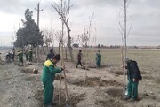 ۵ هزار اصله درخت در طرح استقبال از بهار در منطقه ۱۹ غرس شد