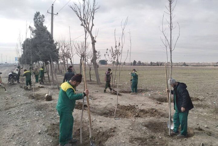 ۵ هزار اصله درخت در طرح استقبال از بهار در منطقه ۱۹ غرس شد