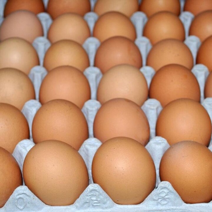 کاهش قیمت تخم مرغ پوسته قهوه‌ای در میادین و بازارهای میوه و تره‌بار