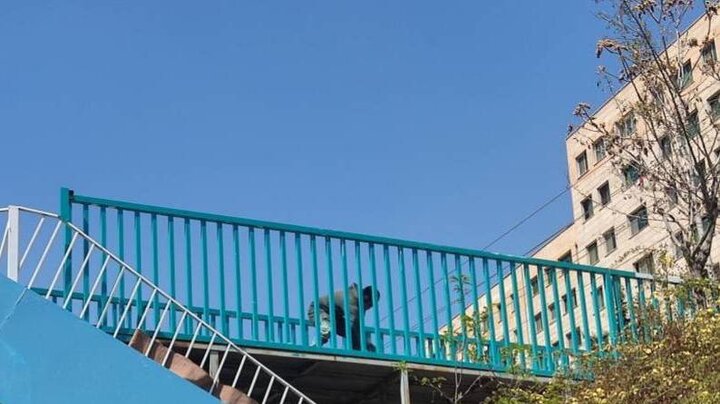 رنگ‌آمیزی پل‌های عابر پیاده با هدف ایجاد زیبایی بصری در منطقه ۲۲ 