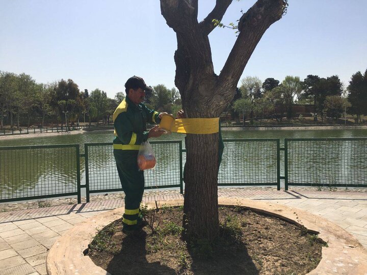 آغاز نصب نوارهای زردرنگ روی درختان برای کنترل آفات