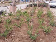 کاشت ۱۰۰ درختچه در بوستان‌های منطقه ۱۷