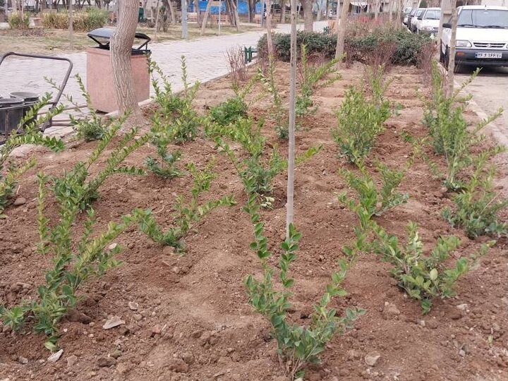 کاشت ۱۰۰ درختچه در بوستان‌های منطقه ۱۷
