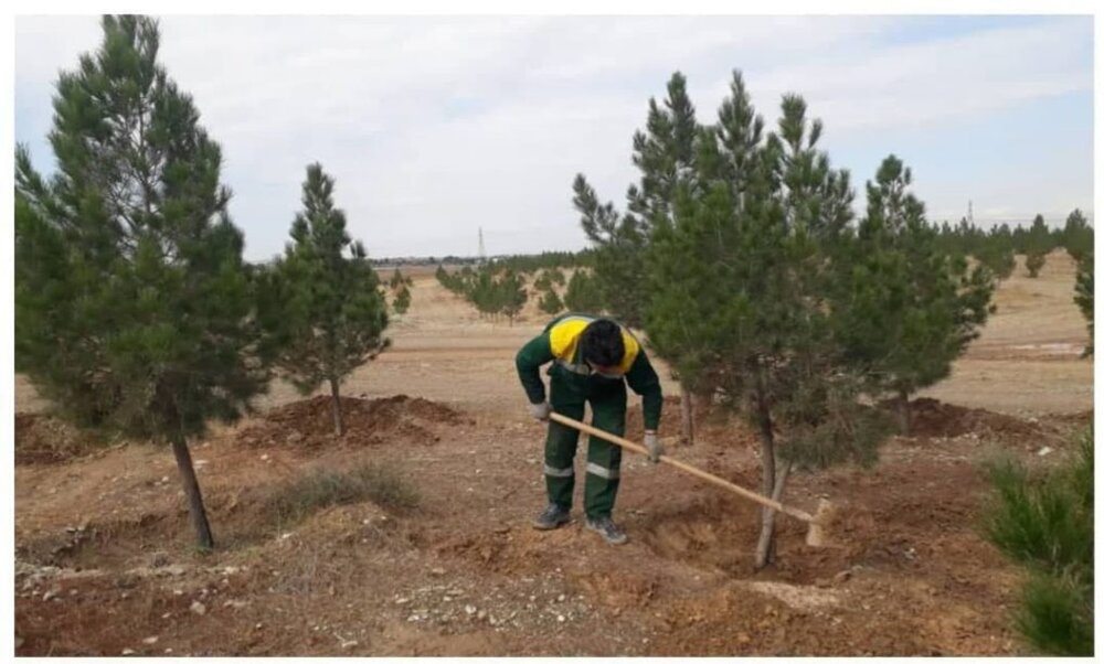 اجرای عملیات اصلاح و تشتک‌گذاری درختان بوستان‌های منطقه ۱۲