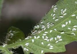 اقدامات سازمان بوستانها برای مبارزه با سفیدبالکها در فصل بهار