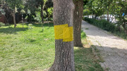 آغاز نصب نوارهای زرد چسبنده بر درختان قدیمی‌ترین شهرک غرب تهران