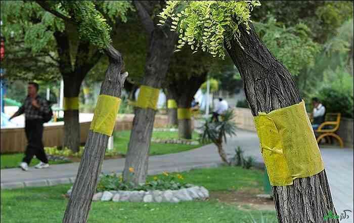 نصب نوارهای زرد چسبنده روی درختان بوستان‌های منطقه ۱۲