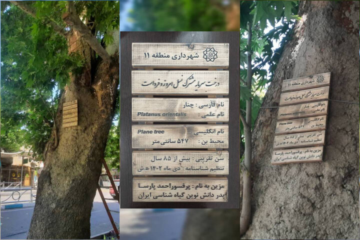 شناسایی و نام‌گذاری کهن‌سال‌ترین درخت چنار منطقه ۱۱ به نام مفاخر ایران
