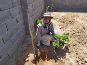 احداث باغ میوه توسط بانوی دهه هفتادی در منطقه ۱۷