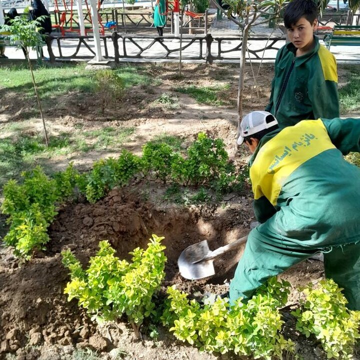 گونه‌های کم‌آب و مقاوم جایگزین کاشت چمن در فضای سبز  منطقه ۱۳ می‌شود