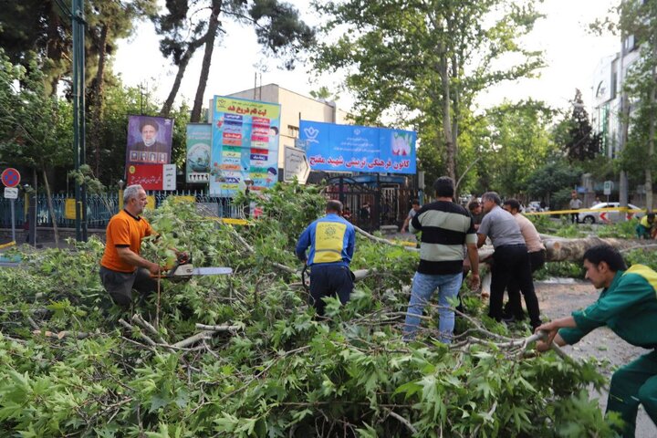 درخت نزدیک شهرداری منطقه ۳ در پی آسیب‌دیدگی در طوفان خردادماه و به دلیل ایمنی قطع شده است
