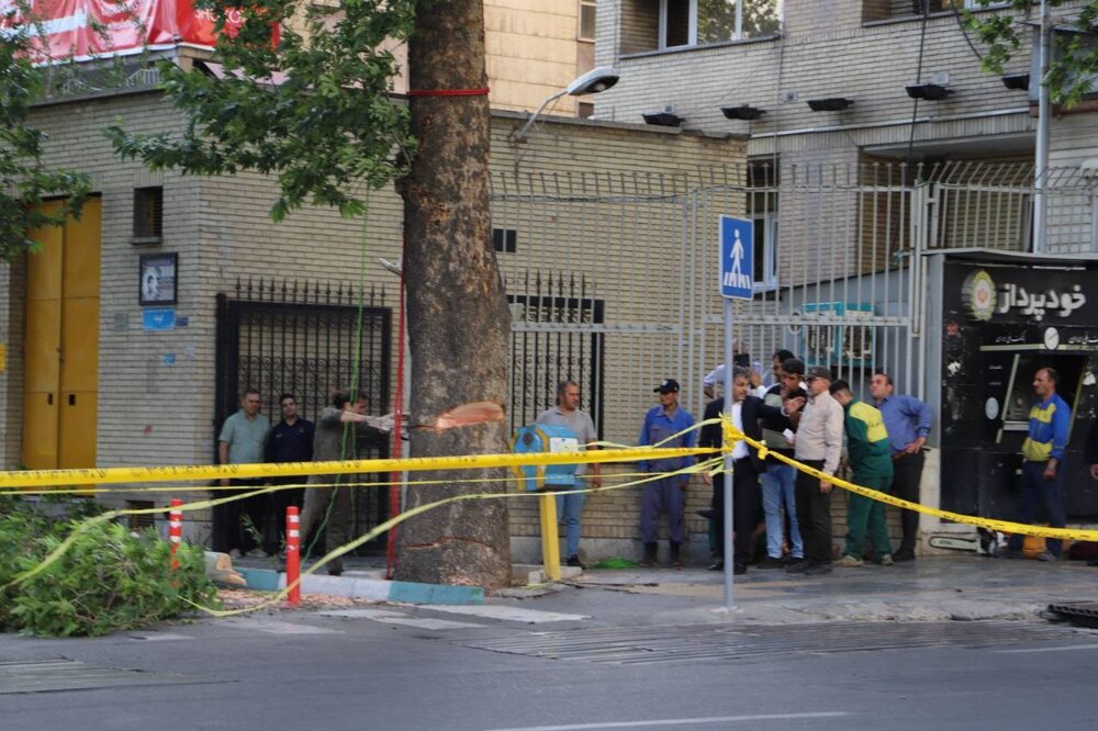 درخت نزدیک شهرداری منطقه ۳ در پی آسیبدیدگی در طوفان خردادماه و به دلیل ایمنی قطع شده است
