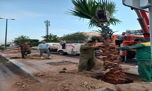 بررسی وضعیت درختان  پالم کاشته شده در محور نمونه بلوار آیت الله کاشانی منطقه ۵ 