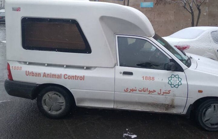 ادامه زنده‌گیری سگها در ارتفاعات تهران 