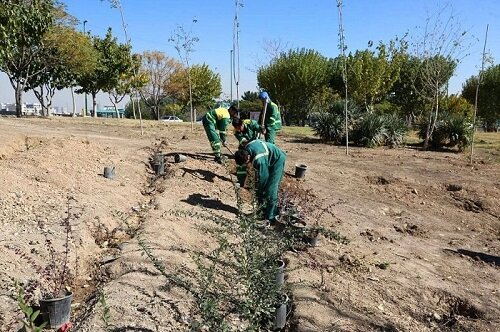 کاشت ۱۷۰۰ درختچه و گلدان در بزرگراه شهید لشگری