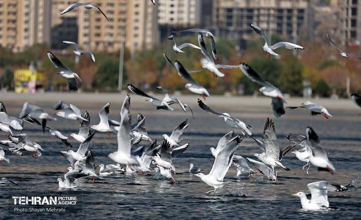 اولین گروه از مرغان دریایی سیبری به دریاچه شهدای خلیج فارس آمدند