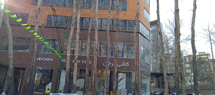 جمع‌آوری درختان خشک خیابان ولیعصر (عج) از امشب آغاز می‌شود 