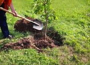 دعوت برای حضور در پویش «به یاد سرو، به نام ایران»