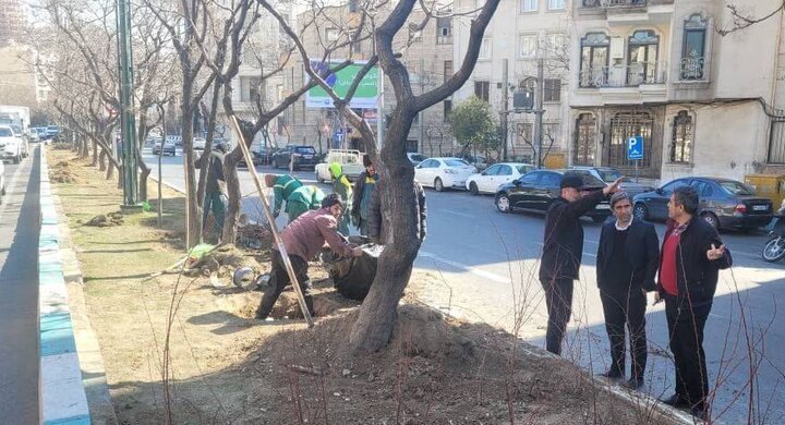 کاشت ۳۶ هزار اصله نهال در منطقه یک با اولویت معابر محلی 