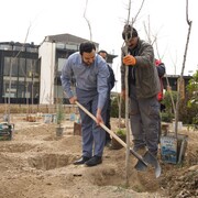 چیتگر فقط بوستان نیست، احیای فضای سبز باملند در هفته درختکاری/ غرس ۱۰۰ اصله نهال در مجموعه بام‌لند