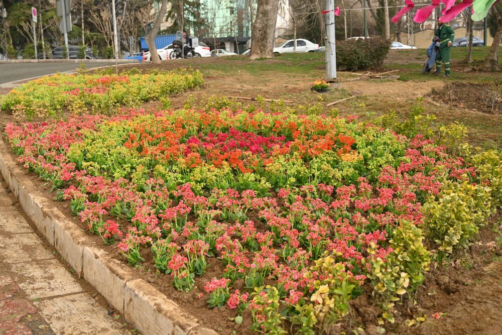 کاشت بیش از ۱۳ هزار گل فصلی در طرح استقبال از بهار