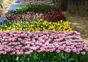 کاشت ۱۵ هزار گل به یاد مادران در منطقه یک