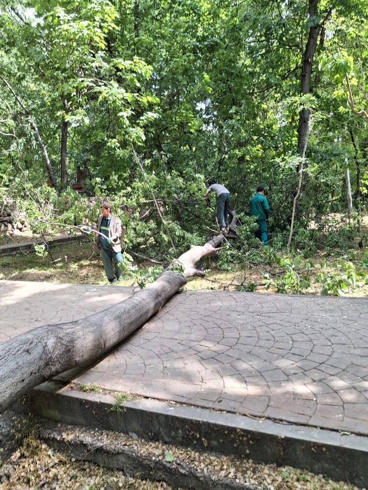 جمع آوری درختان آسیب دیده از طوفان شب گذشته در منطقه یک